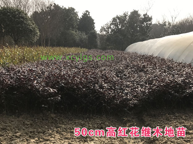 50cm红花继木苗